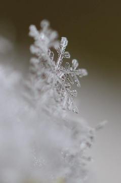 snow crystal.jpg